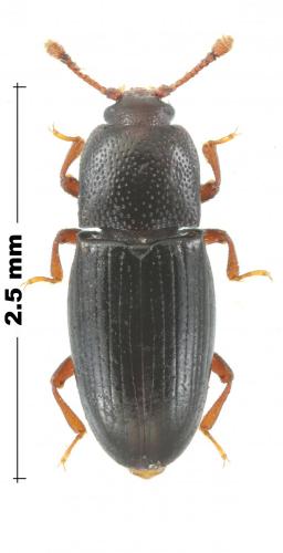 Réf. 203 670 : Cerylon histeroides